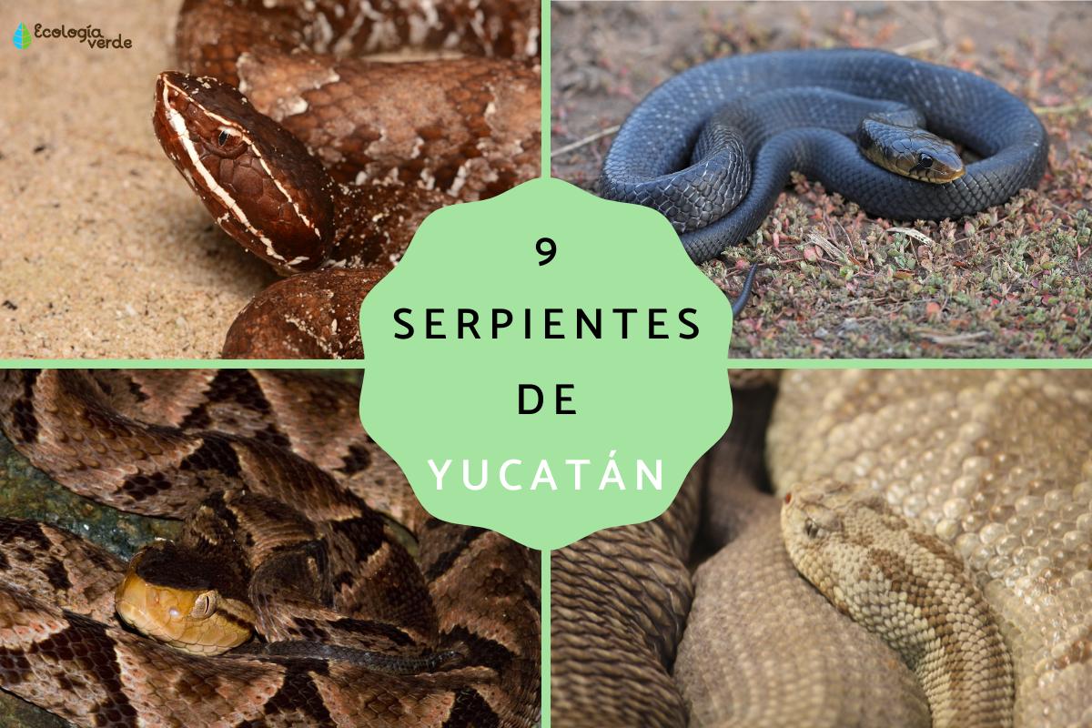 Serpientes de Yucatán