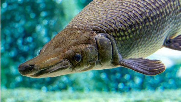 Guatemala logra reproducir un pez con 100 millones de años de historia y devuelve 1.000 crías a la naturaleza - Siete años hasta conseguir reproducir al pejelagarto y liberar 1.000 crías