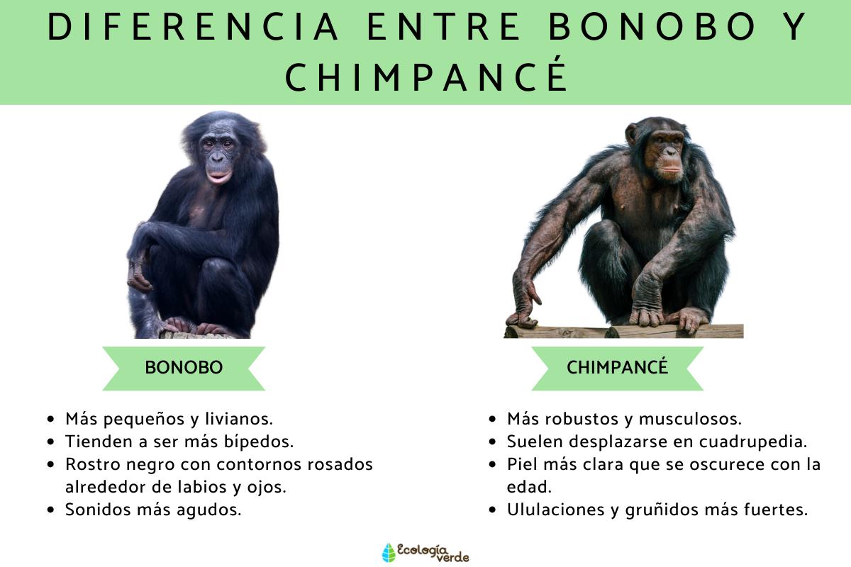 Diferencia entre bonobo y chimpancé