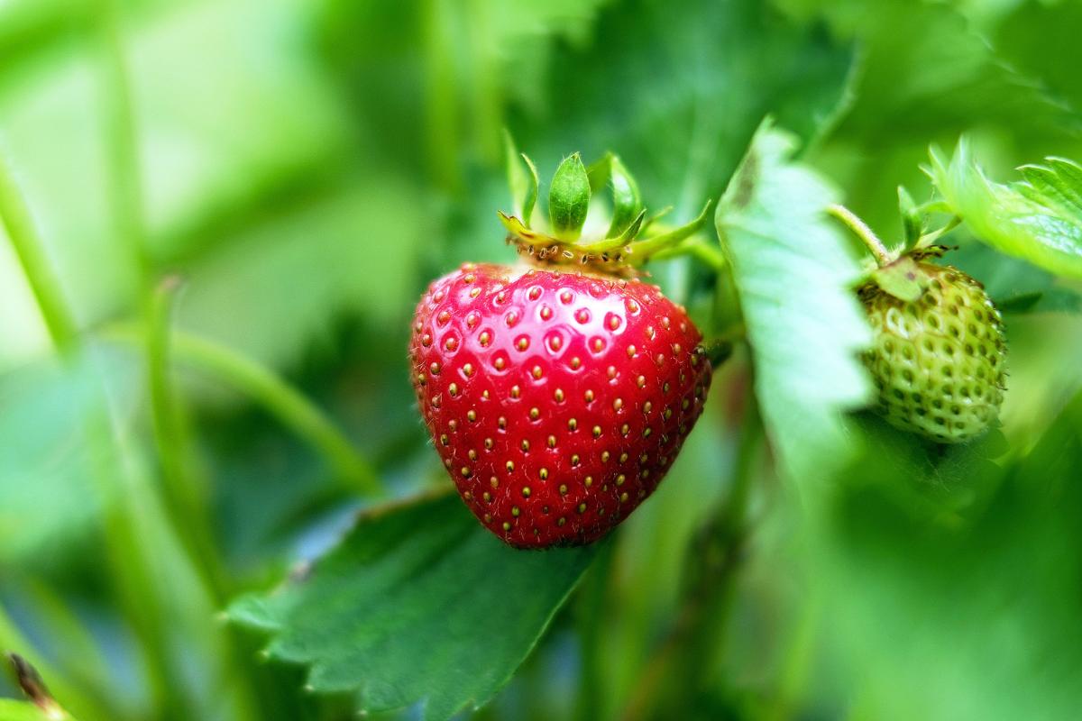 Sembrar y plantar fresas: cuándo y cómo hacerlo