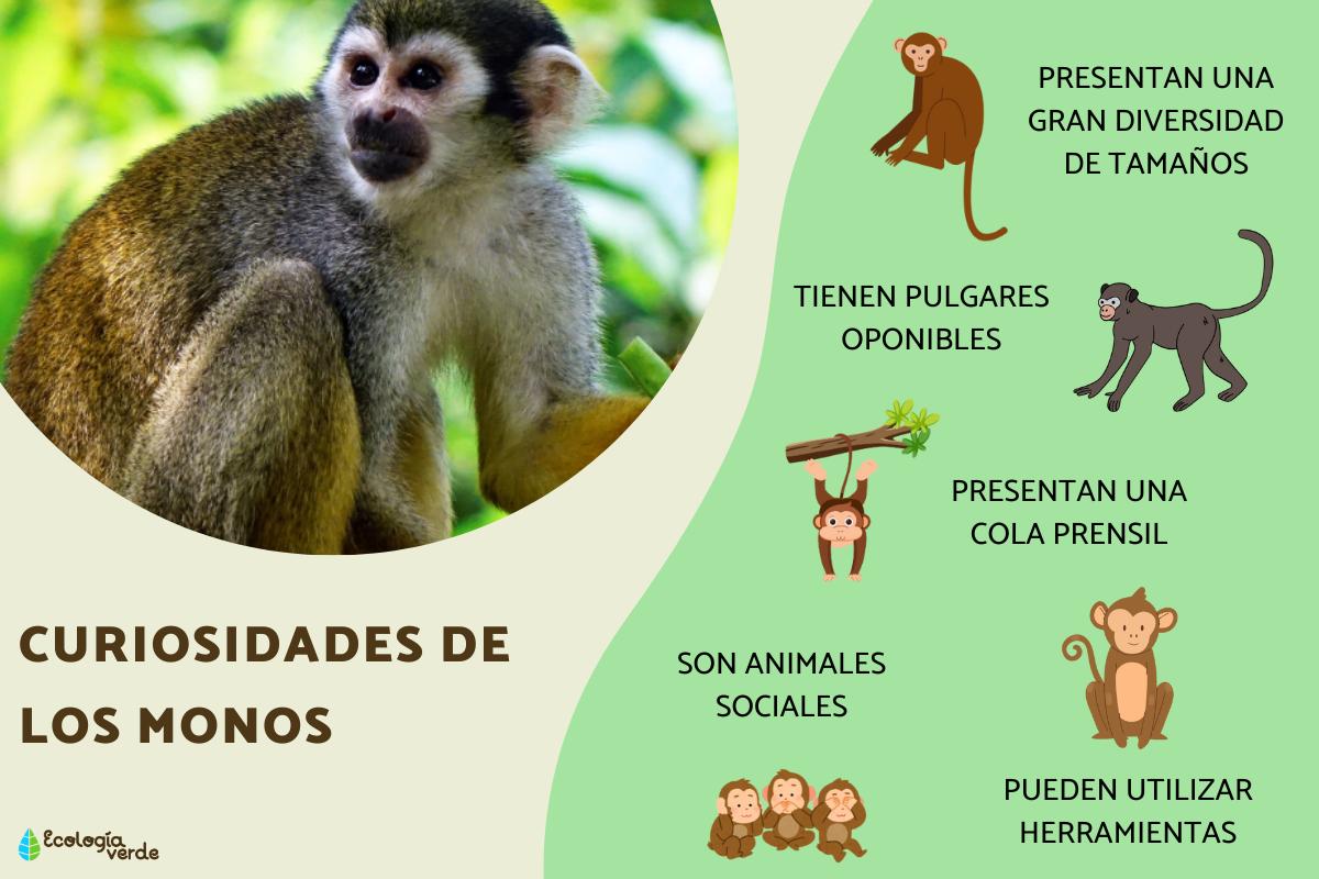 Curiosidades de los monos