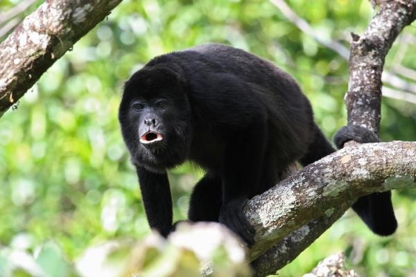 Curiosidades de los monos - Habitan en una amplia variedad de ecosistemas