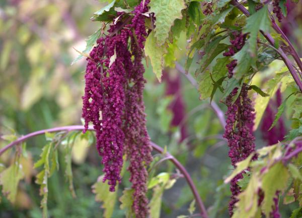 Quinoa: propiedades, beneficios y cómo tomar - Qué es la quinoa