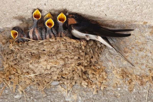 Curiosidades de la golondrina - Construyen sus nidos