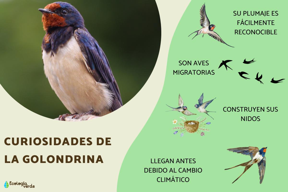 Curiosidades de la golondrina
