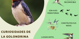 Curiosidades de la golondrina