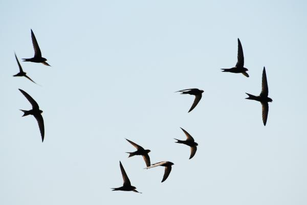 Curiosidades de la golondrina - Son aves migratorias
