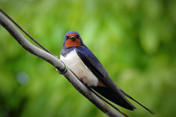Curiosidades de la golondrina - Son aves pequeñas