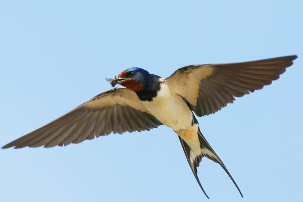 Curiosidades de la golondrina - Son insectívoras