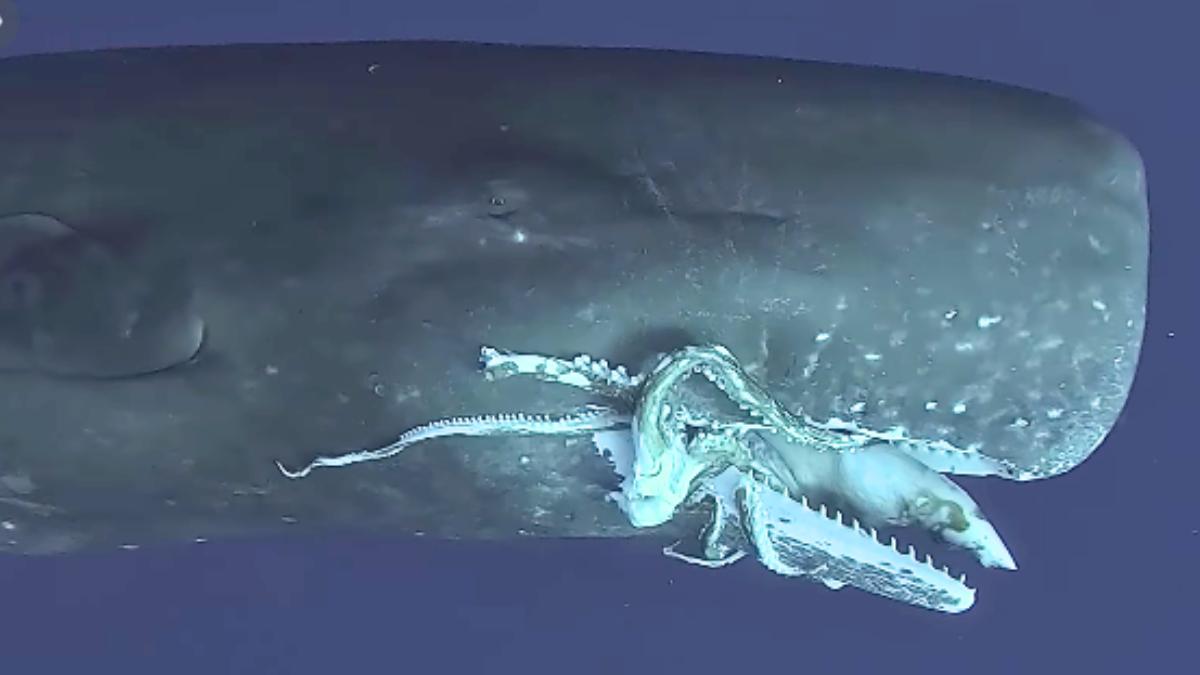 Cachalotes contra calamares gigantes: la batalla evolutiva que lleva millones de años activa