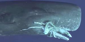 Cachalotes contra calamares gigantes: la batalla evolutiva que lleva millones de años activa