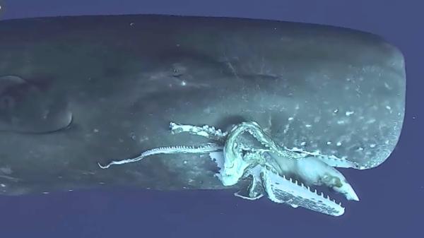 Cachalotes contra calamares gigantes: la batalla evolutiva que lleva millones de años activa