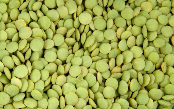 Lenteja - Características de la lenteja