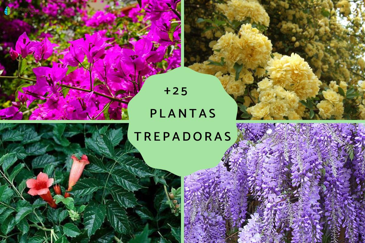 Plantas trepadoras