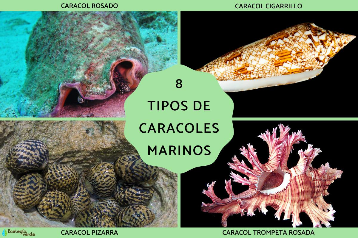 Tipos de caracoles marinos
