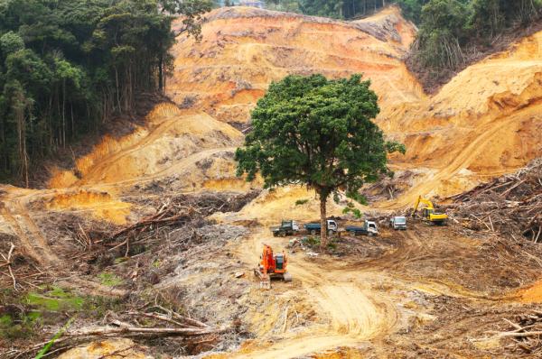 Desequilibrio ecológico: qué es, causas y consecuencias - Consecuencias del desequilibrio ecológico 
