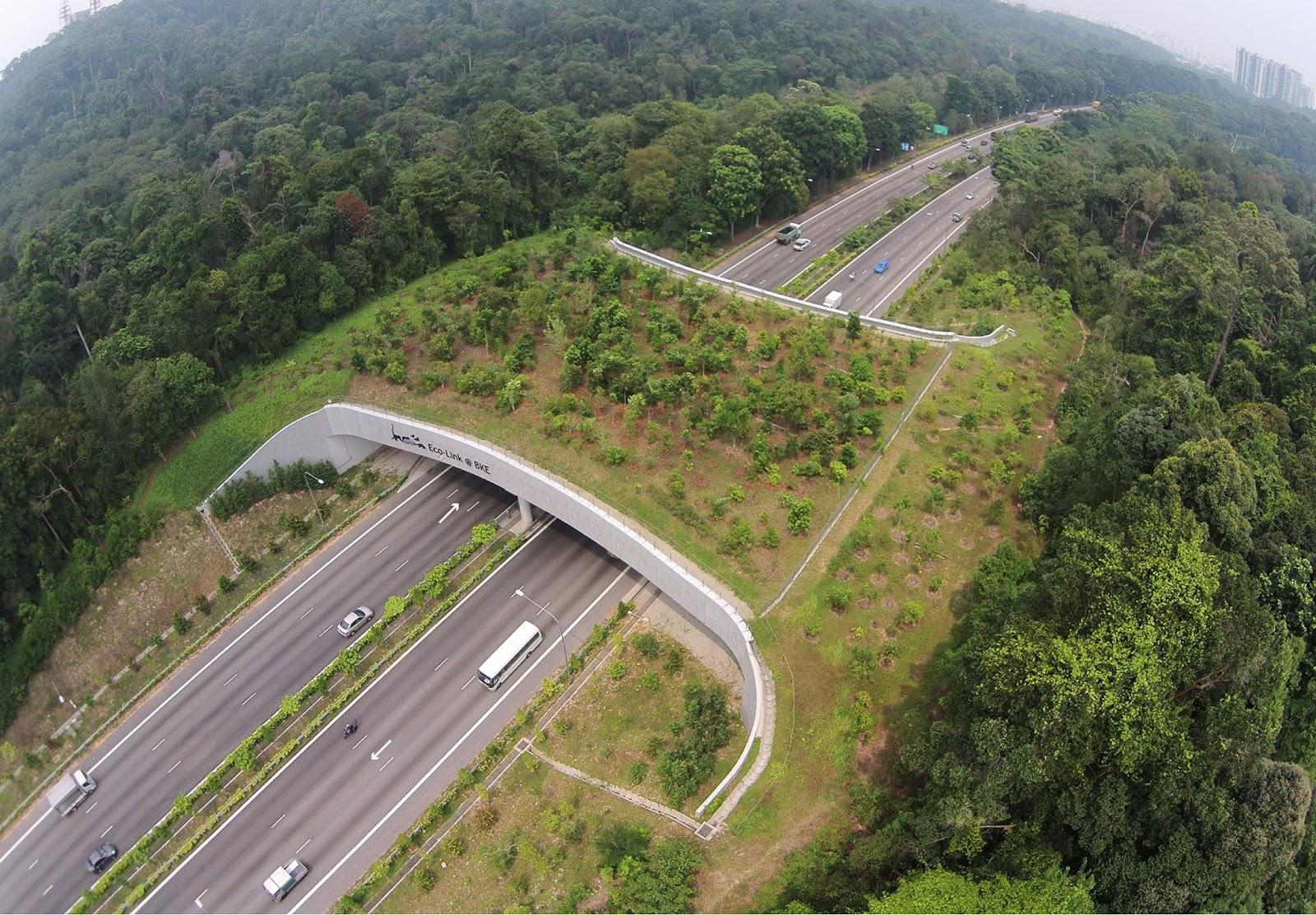 Corredores ecológicos qué son, tipos e importancia Resumen