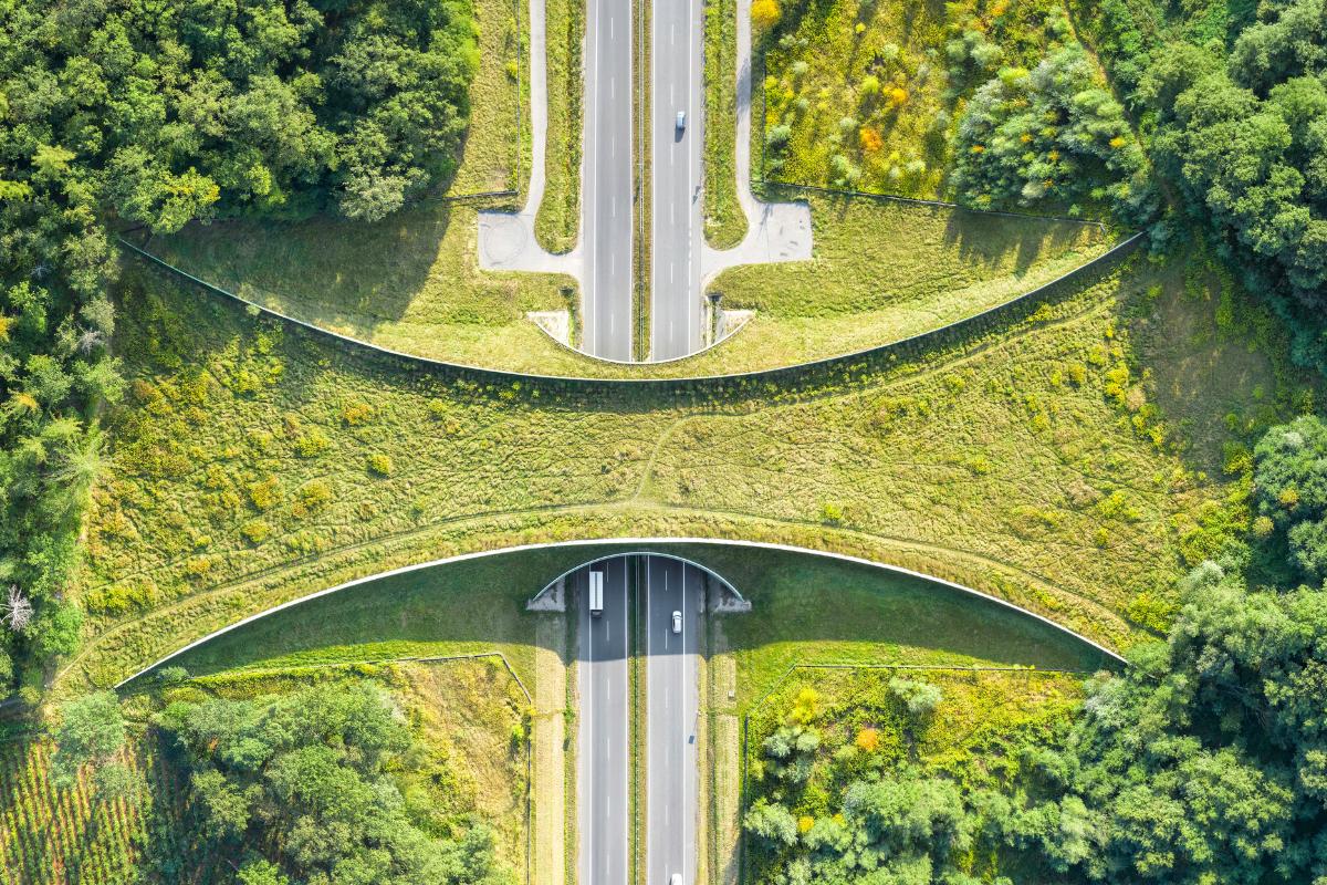 Corredores verdes o ecológicos: qué son, tipos e importancia