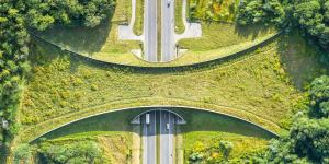 Corredores verdes o ecológicos: qué son, tipos e importancia