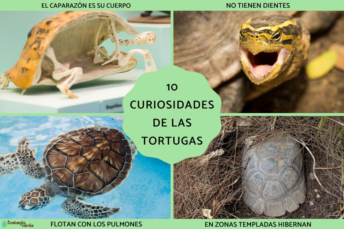 Curiosidades de las tortugas