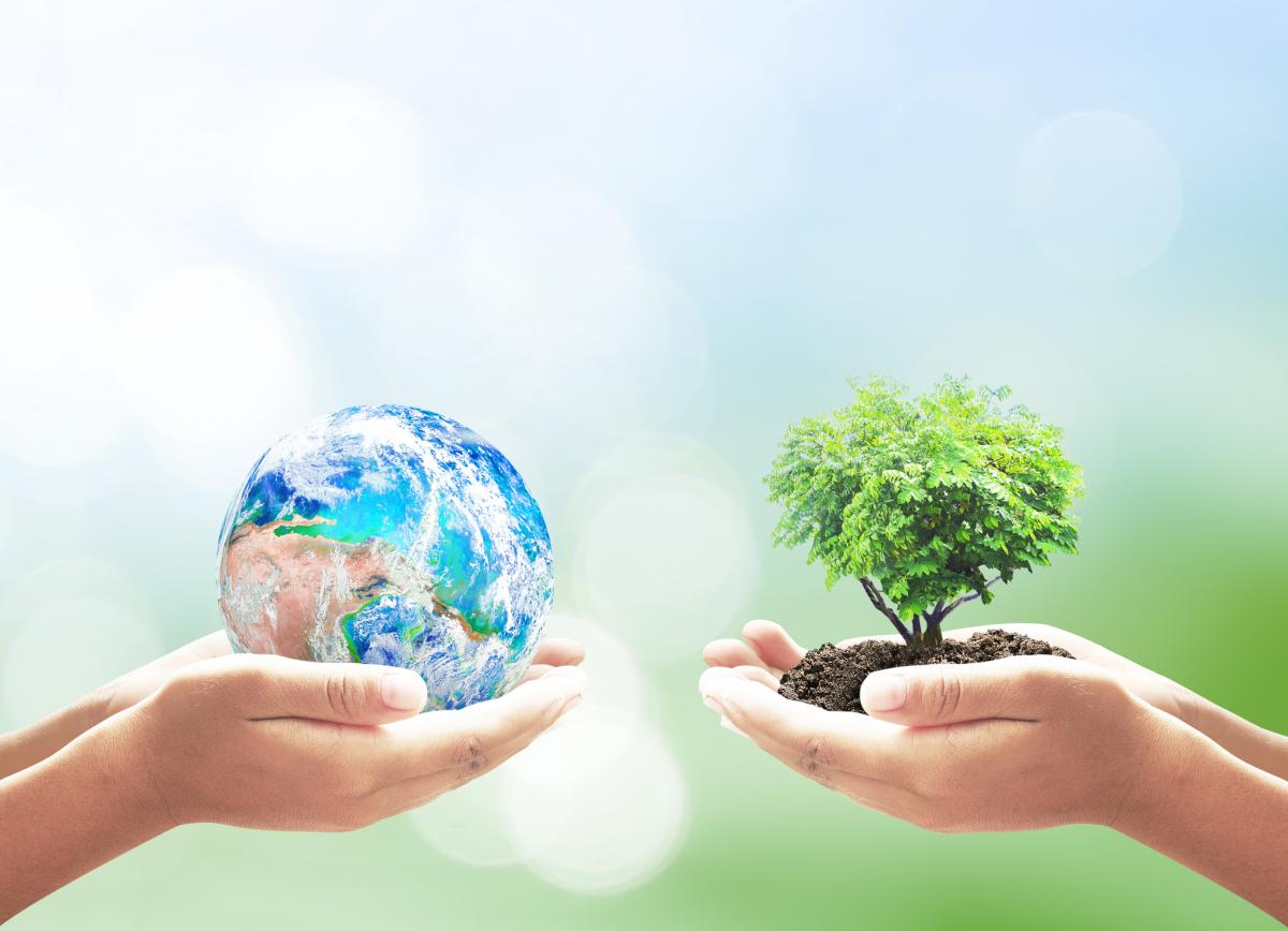 Desequilibrio ecológico: qué es, causas y consecuencias