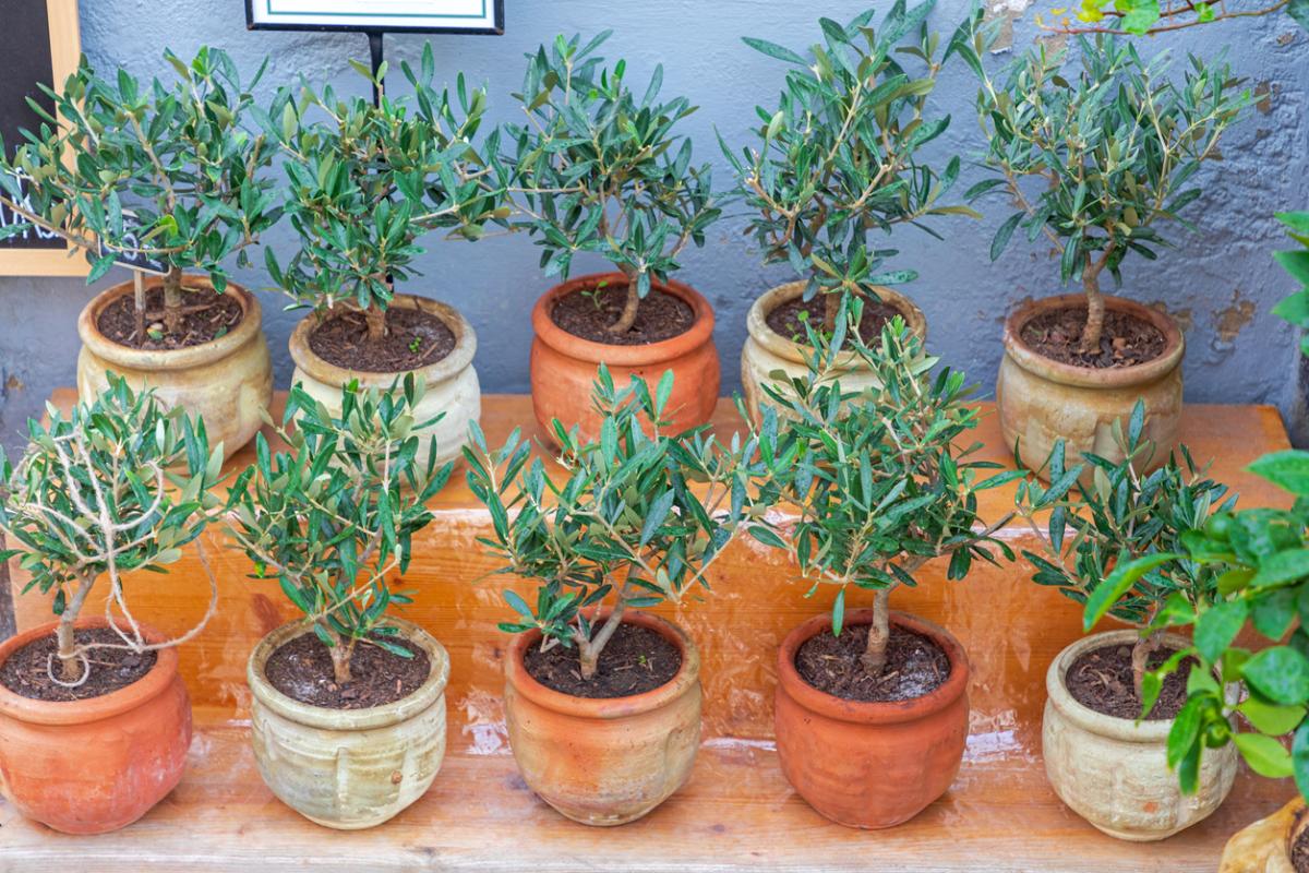 Olivo en maceta: cuidados