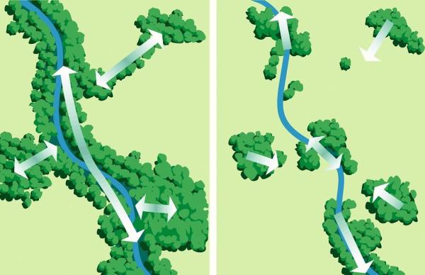Corredores verdes o ecológicos: qué son, tipos e importancia - Qué son los corredores verdes