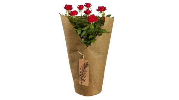 Lidl adelanta el Día de la Madre: estas son las flores que podrás comprar desde mañana (y por menos de 10 euros) - Flores desde menos de 10 euros: lo más buscado