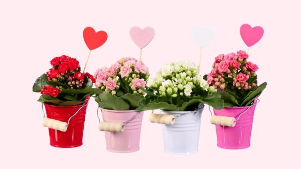 Lidl adelanta el Día de la Madre: estas son las flores que podrás comprar desde mañana (y por menos de 10 euros) - Ofertas ya disponibles antes del fin de semana