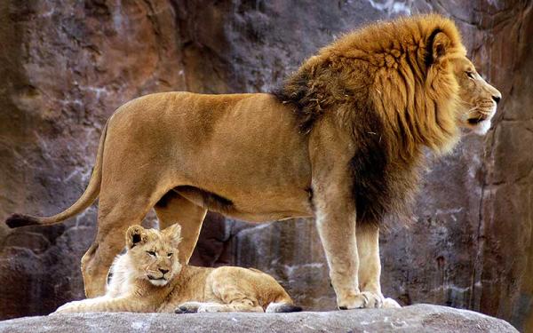 León - Reproducción del león