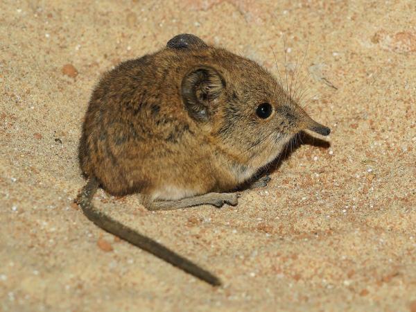 Musaraña - Descripción