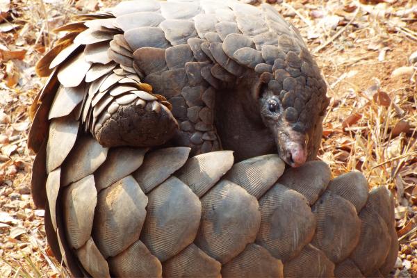 Pangolín gigante - Características del pangolín gigante