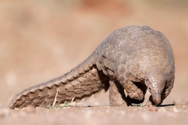 Pangolín gigante - Dónde vive el pangolín gigante