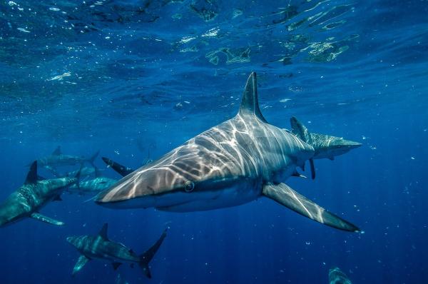 ¿Los tiburones duermen?