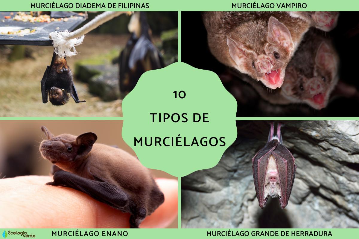 Tipos de murciélagos