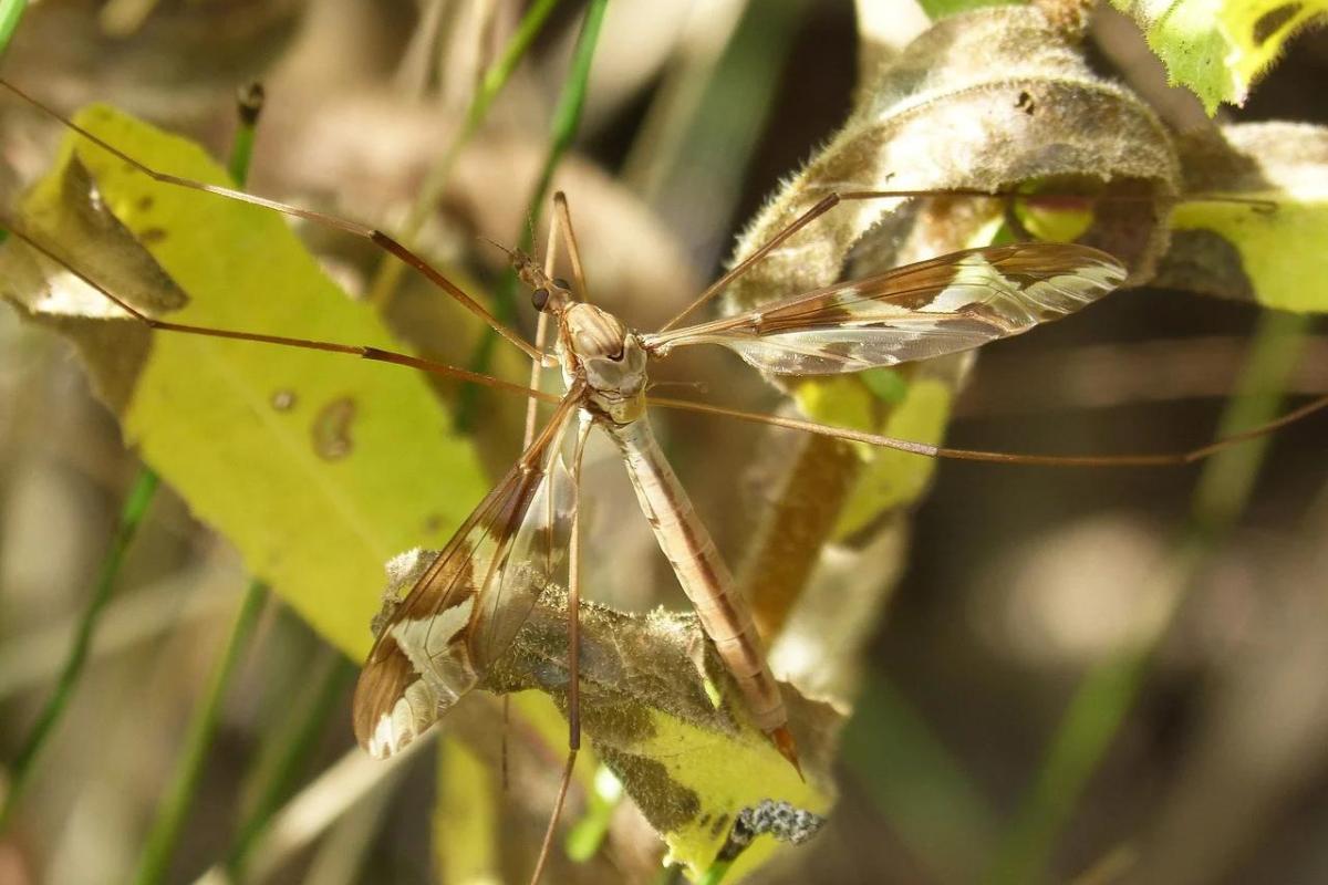 Típulas: picadura, qué son y qué comen