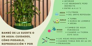 Bambú de la suerte o en agua: cuidados, cómo podarlo, reproducción y por qué está amarillo