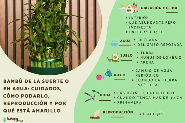 Bambú de la suerte o en agua: cuidados, cómo podarlo, reproducción y por qué está amarillo