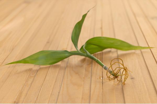 Bambú de la suerte o en agua: cuidados, cómo podarlo, reproducción y por qué está amarillo - ¿Cómo es al reproducción del bambú de la suerte?