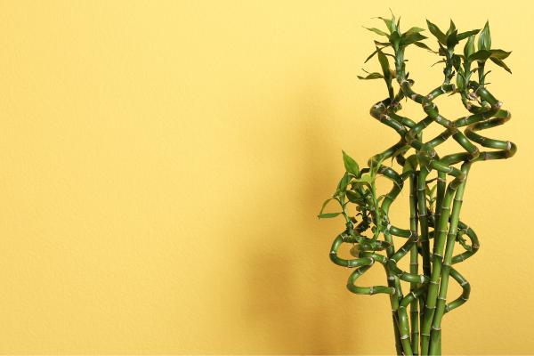 Bambú de la suerte o en agua: cuidados, cómo podarlo, reproducción y por qué está amarillo - ¿Dónde colocar el bambú de la suerte o Dracaena sanderiana?