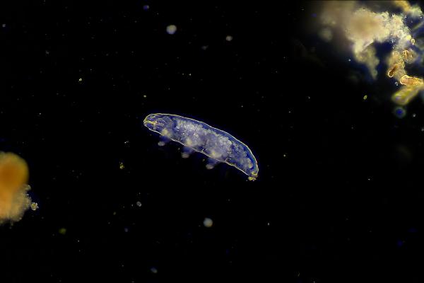 Tardígrados: qué son, características y dónde viven - Dónde viven los tardígrados