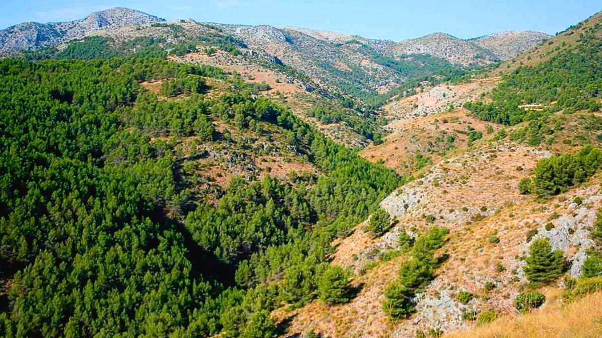 En 1889 un ingeniero español reforestó 5.000 hectáreas a cañonazos: más de un siglo después, Sierra Espuña es uno de los grandes pulmones verdes de Murcia