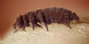 Tardígrados: qué son, características y dónde viven