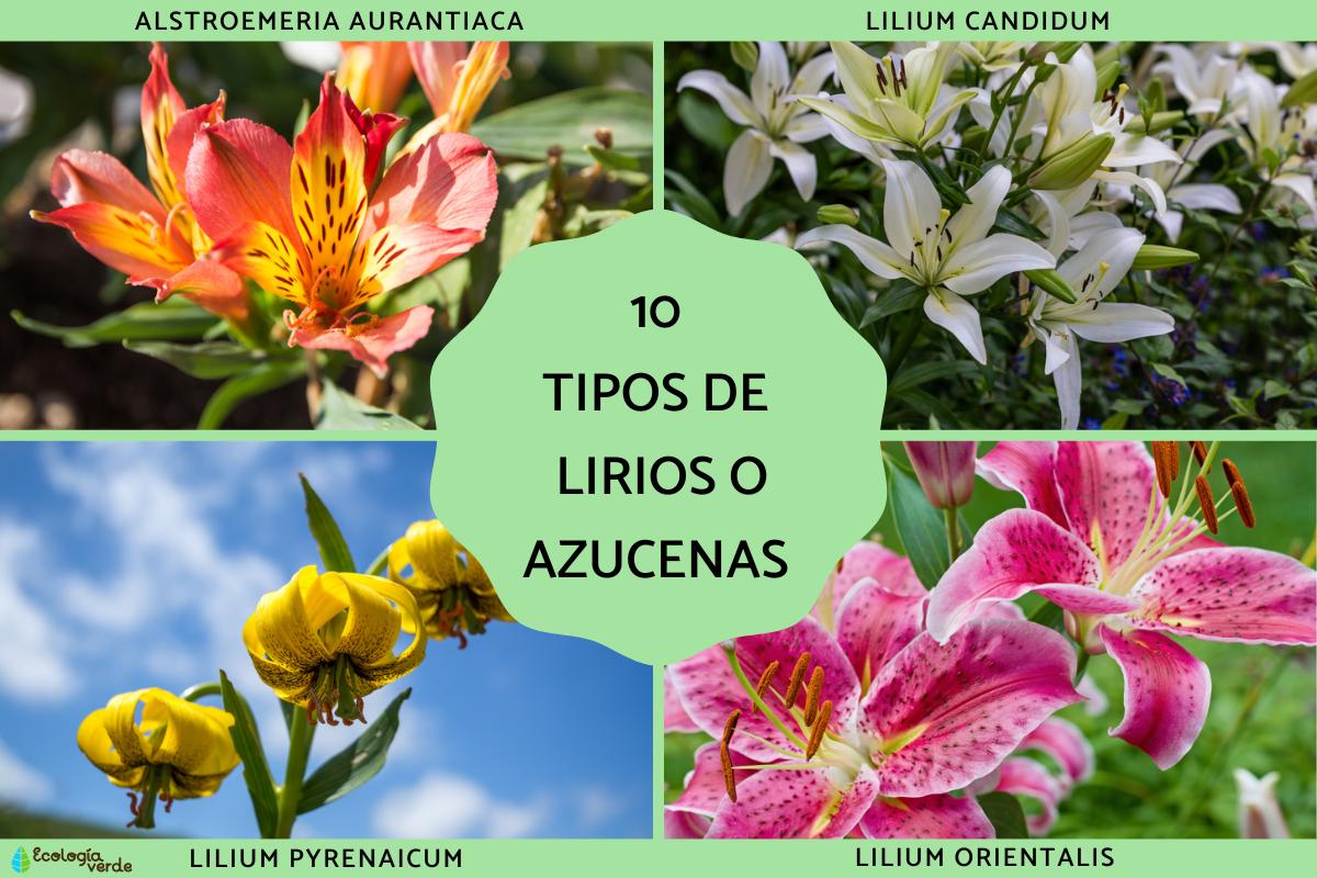 Tipos de lirios o azucenas