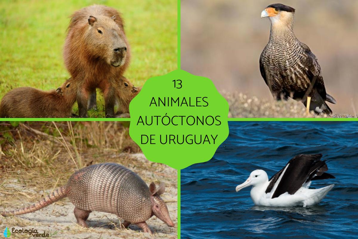 Animales autóctonos de Uruguay
