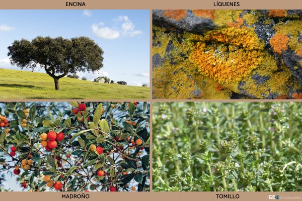 Río Llobregat - Flora y fauna del río Llobregat