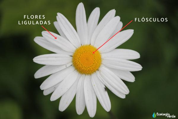 Partes de una margarita - Flósculos