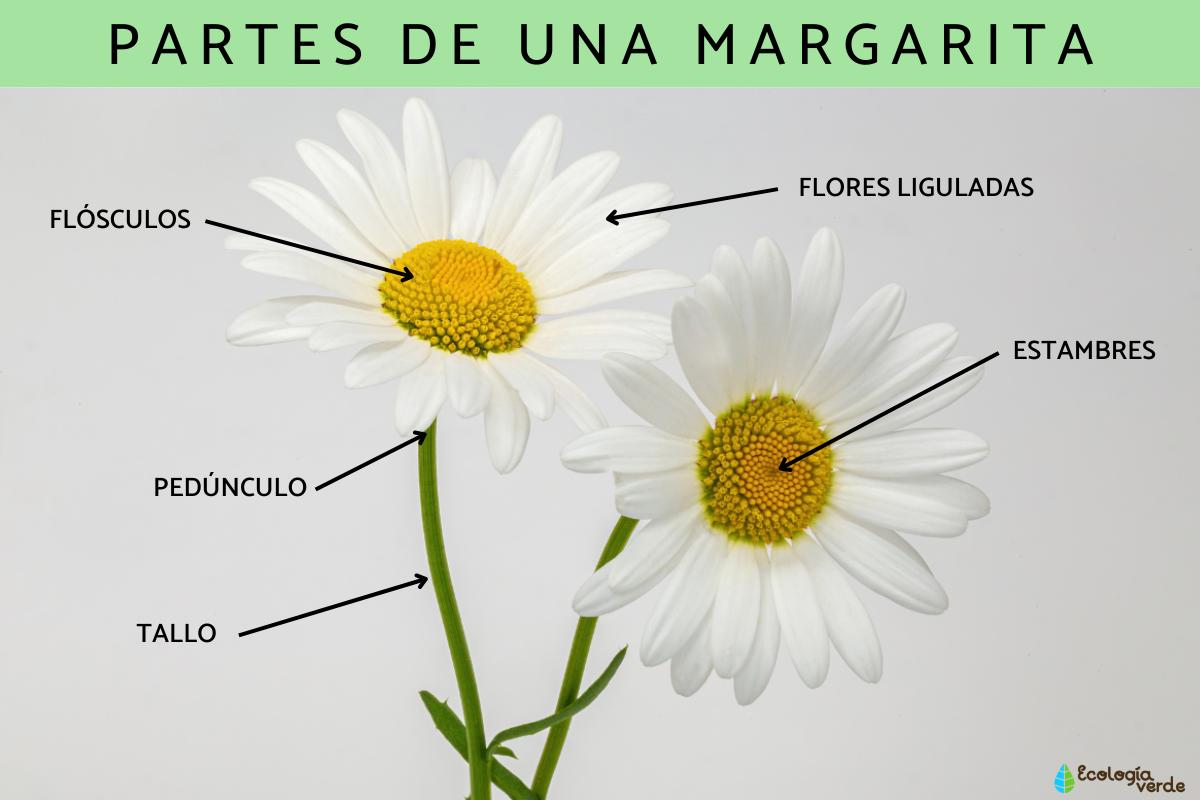 Partes de una margarita