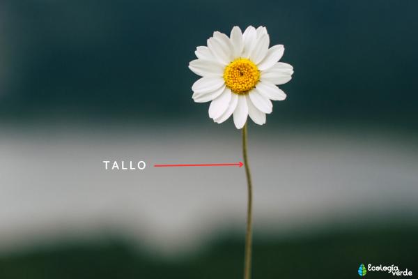 Partes de una margarita - Tallo