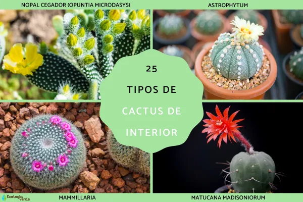 25 tipos de cactus de interior - Nombres y fotos